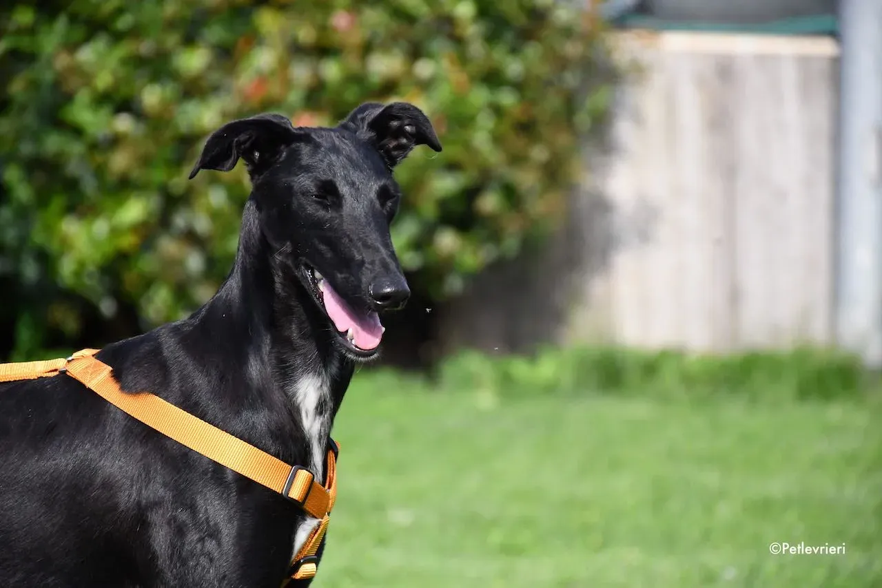 adoption day galgo 23 maggio 2020 129