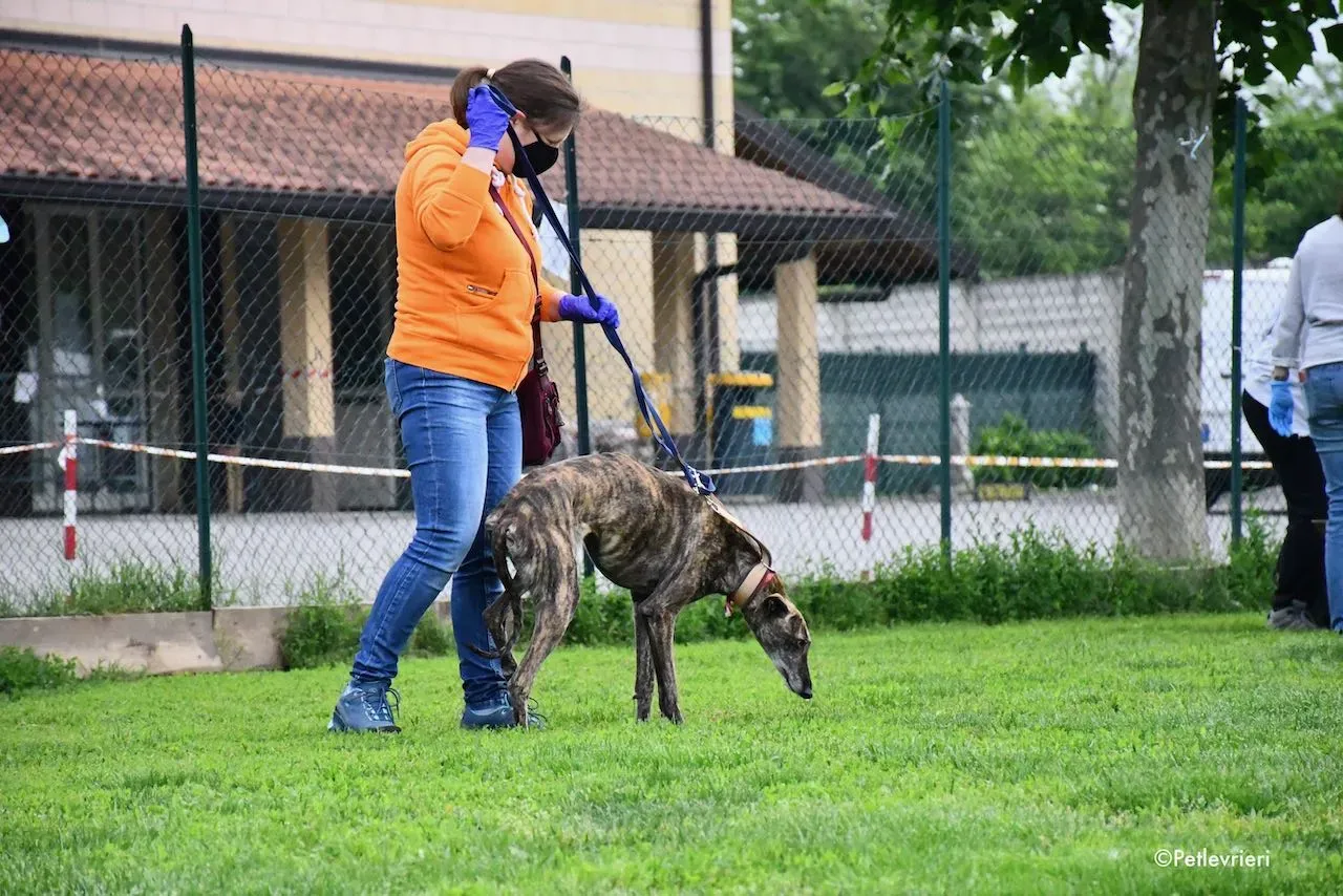 adoption day galgo 23 maggio 2020 13
