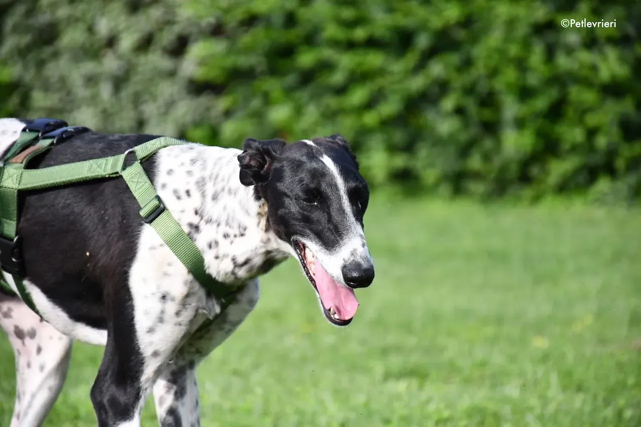 adoption day galgo 23 maggio 2020 130