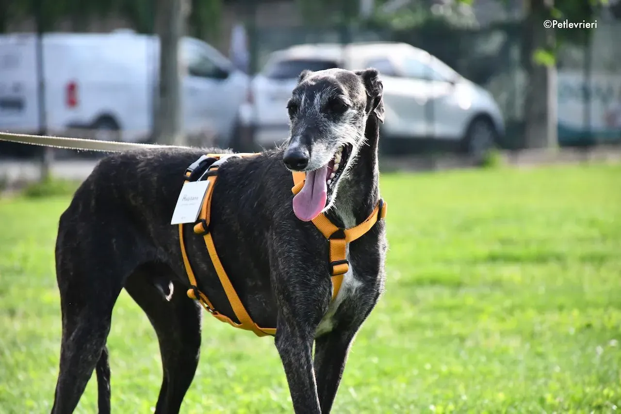 adoption day galgo 23 maggio 2020 131