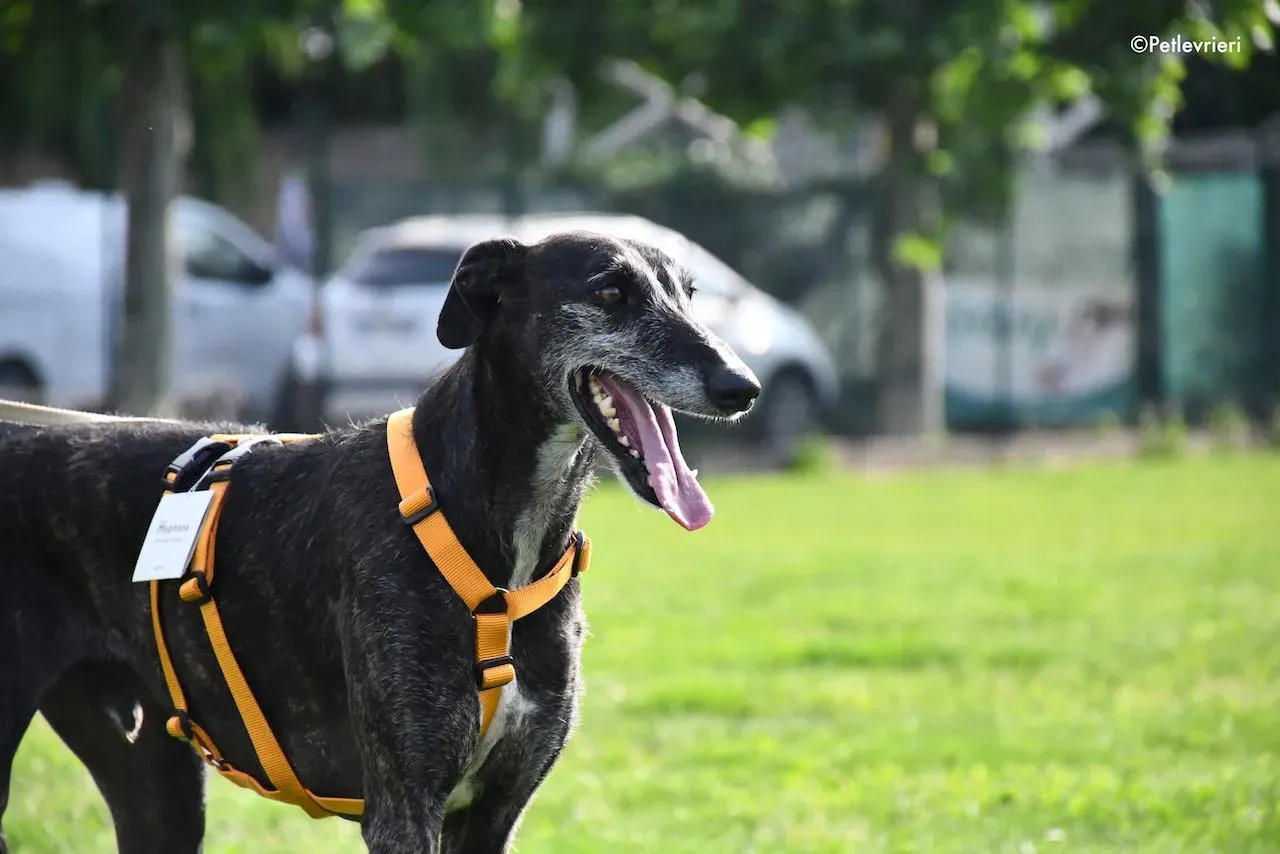 adoption day galgo 23 maggio 2020 132