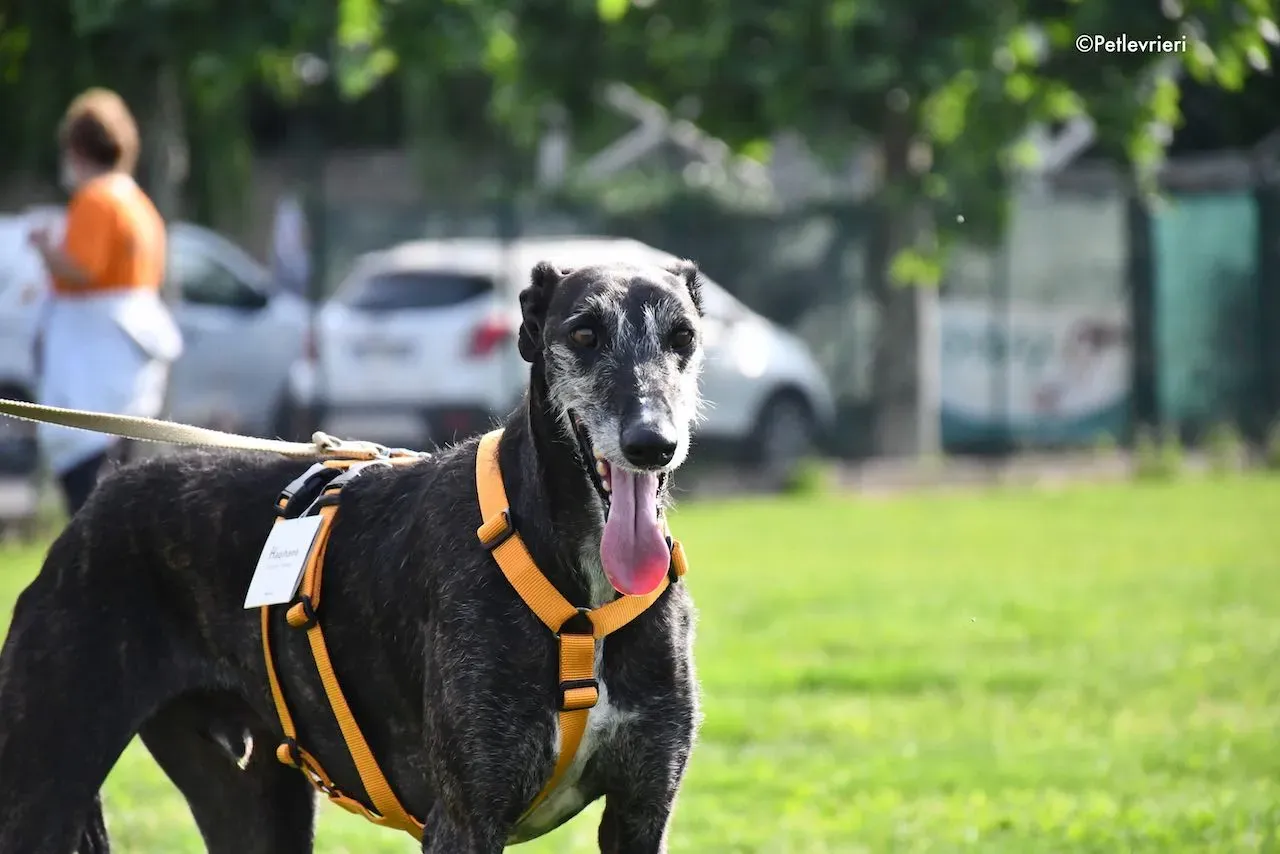 adoption day galgo 23 maggio 2020 133