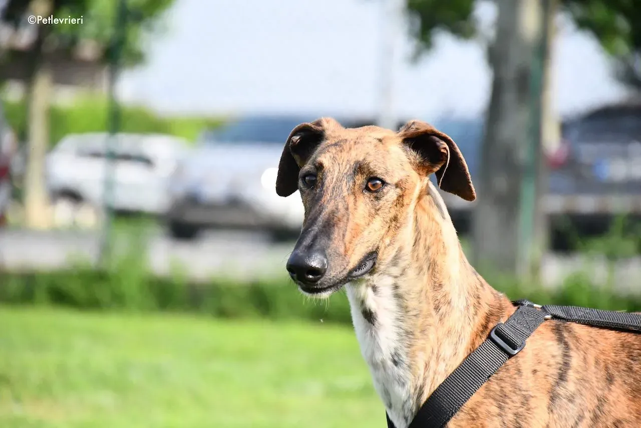 adoption day galgo 23 maggio 2020 134