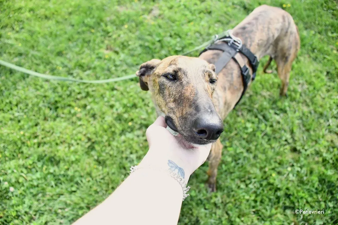 adoption day galgo 23 maggio 2020 135