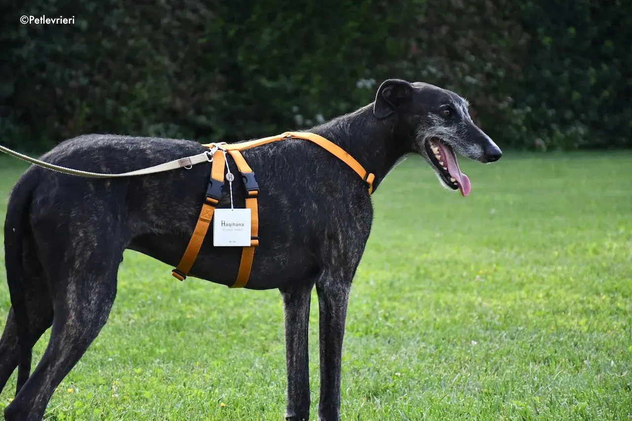 adoption day galgo 23 maggio 2020 136