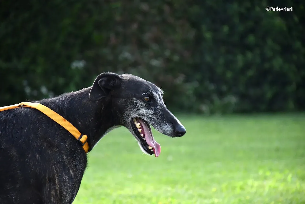 adoption day galgo 23 maggio 2020 137