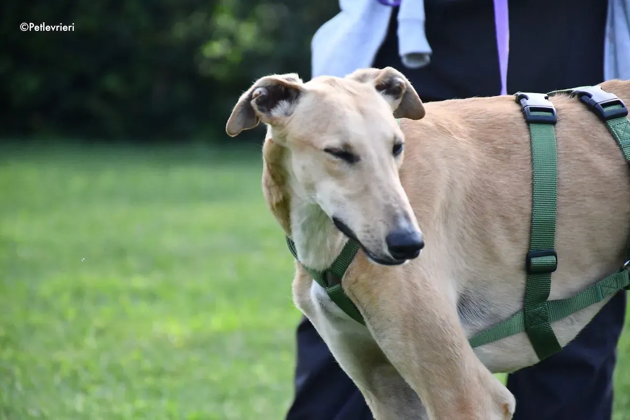 adoption day galgo 23 maggio 2020 138