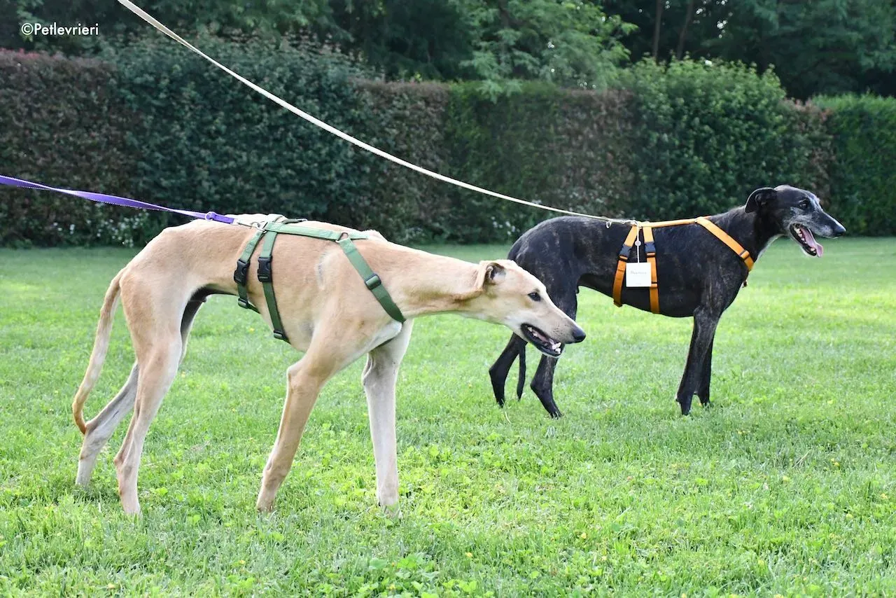 adoption day galgo 23 maggio 2020 139