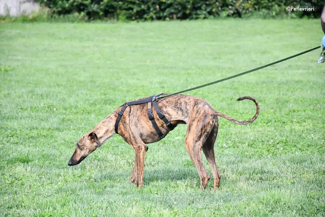 adoption day galgo 23 maggio 2020 140
