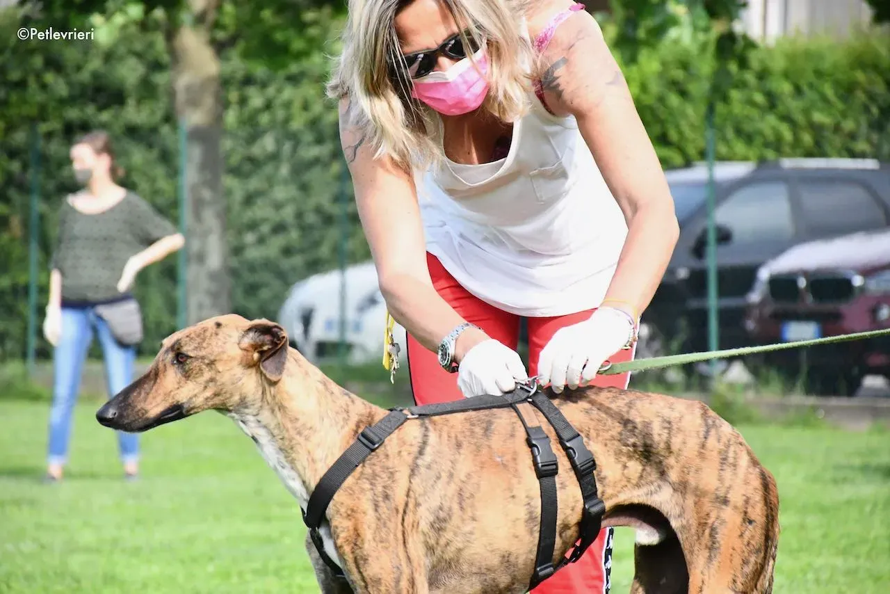 adoption day galgo 23 maggio 2020 141