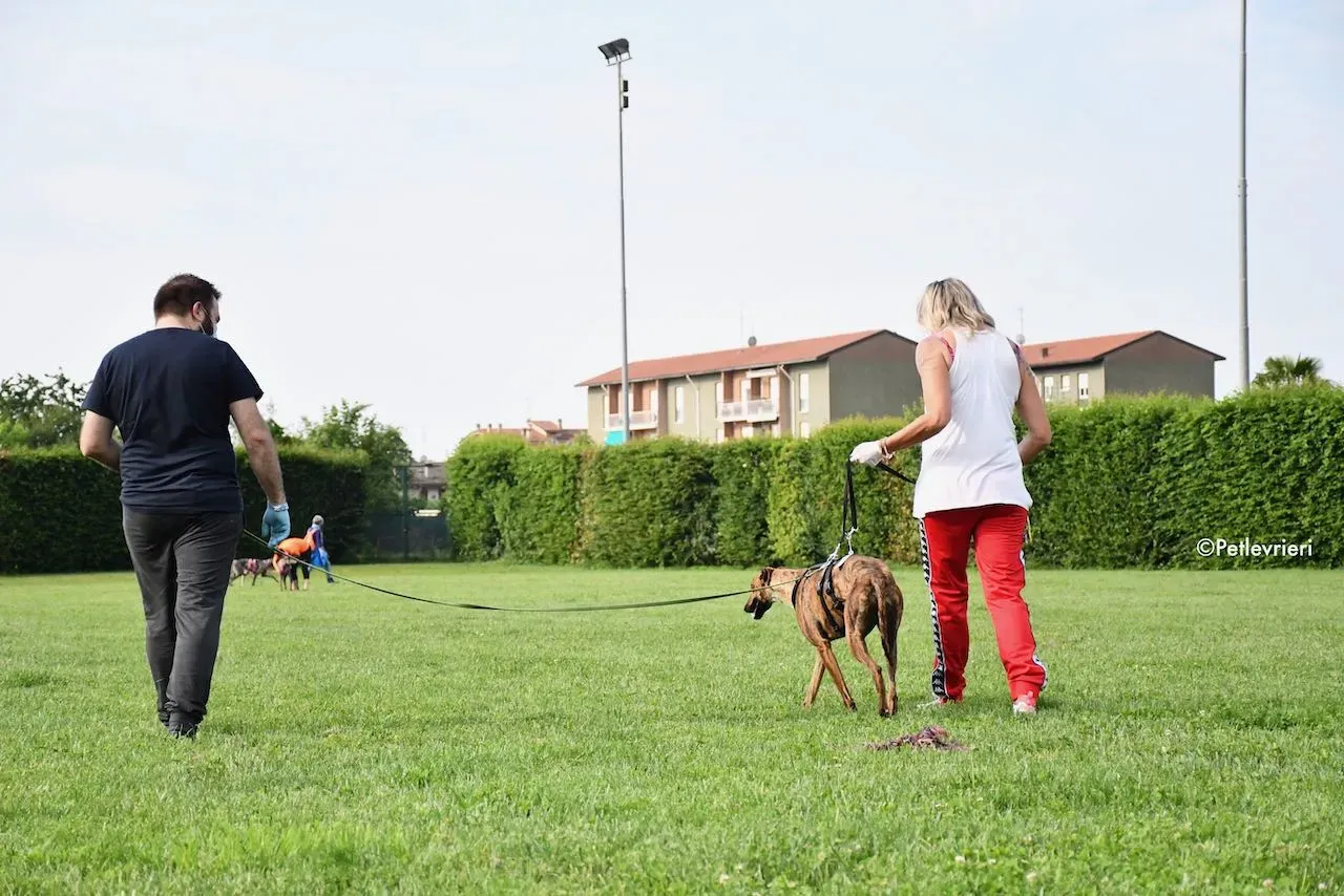 adoption day galgo 23 maggio 2020 143
