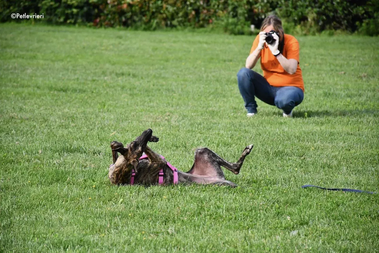 adoption day galgo 23 maggio 2020 145
