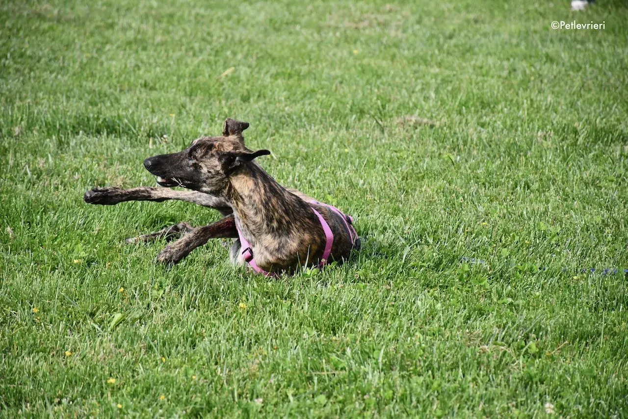 adoption day galgo 23 maggio 2020 146