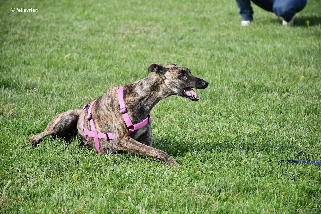 adoption day galgo 23 maggio 2020 147