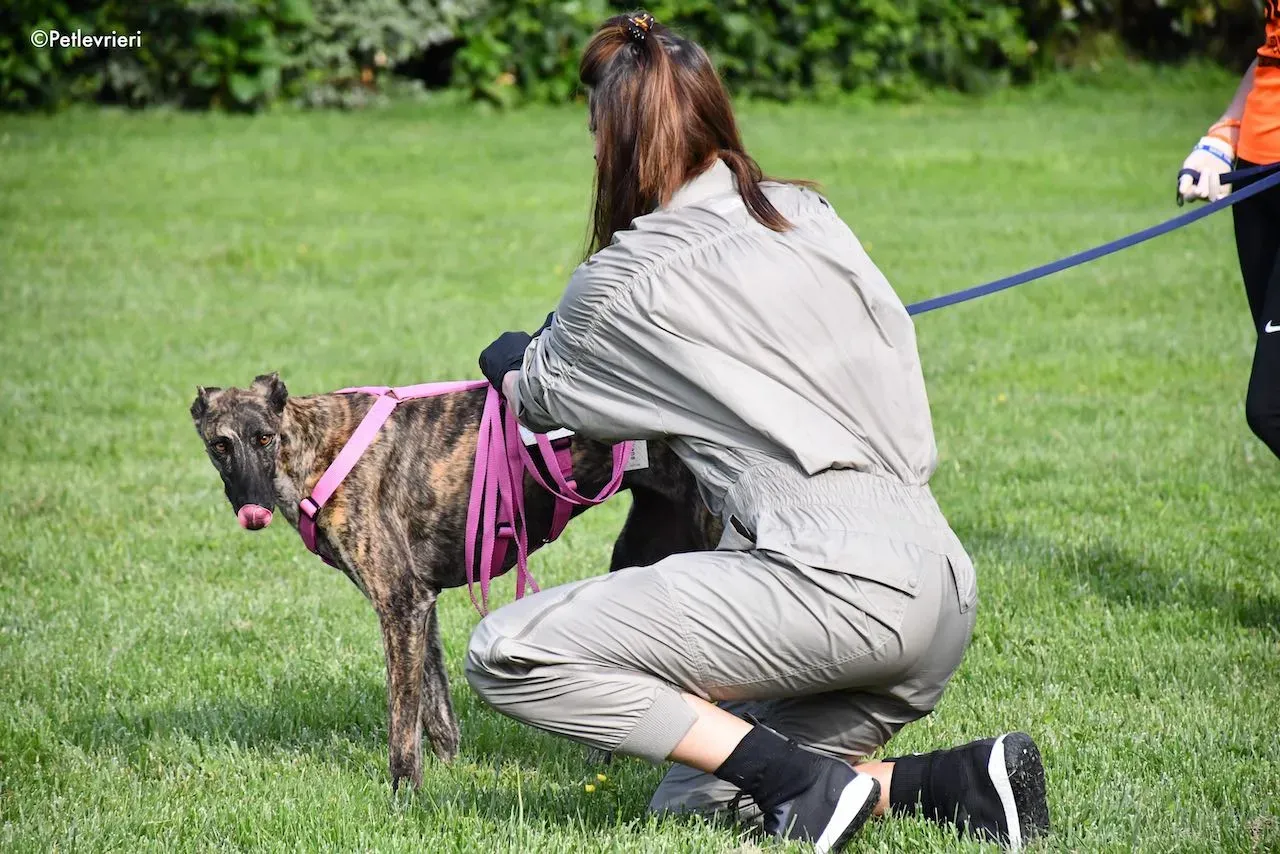 adoption day galgo 23 maggio 2020 148