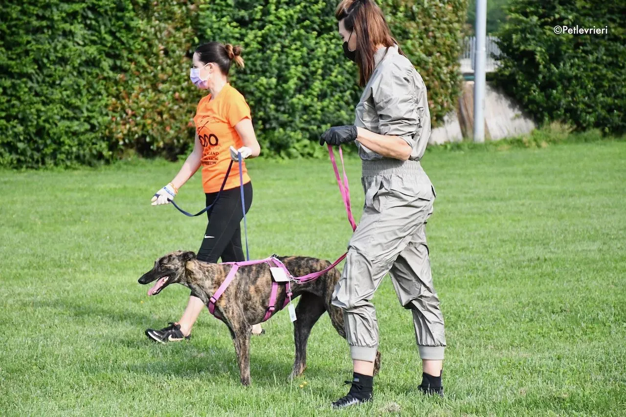 adoption day galgo 23 maggio 2020 149