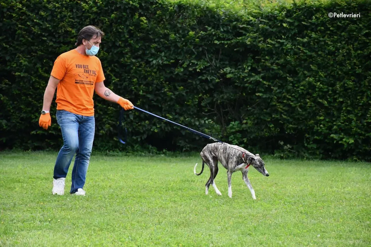 adoption day galgo 23 maggio 2020 15