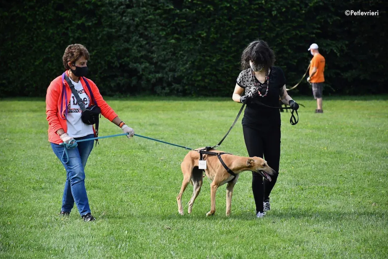 adoption day galgo 23 maggio 2020 150