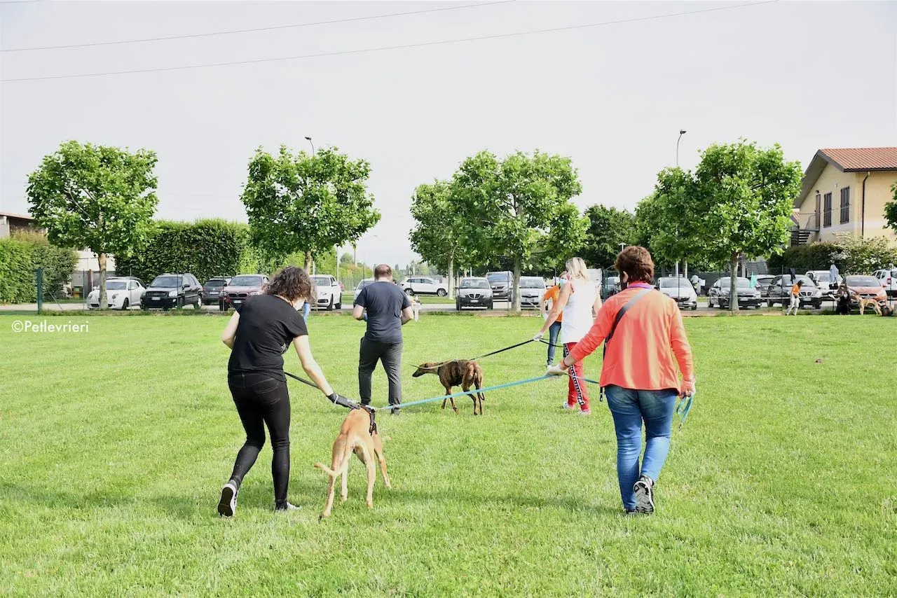adoption day galgo 23 maggio 2020 152