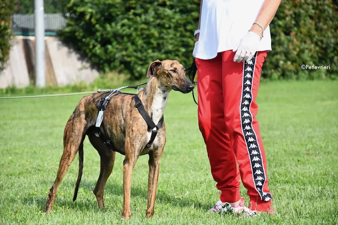 adoption day galgo 23 maggio 2020 153