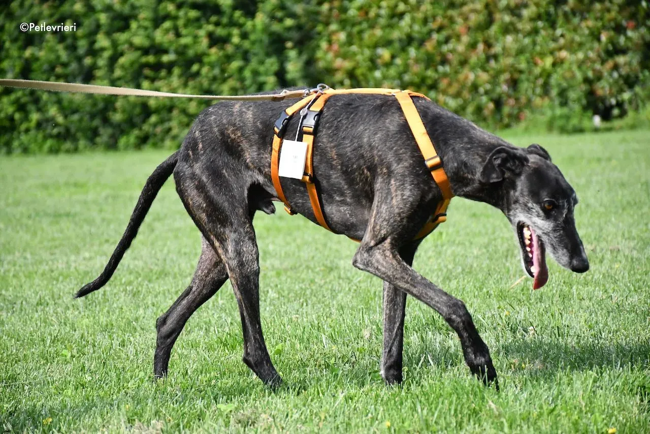 adoption day galgo 23 maggio 2020 154