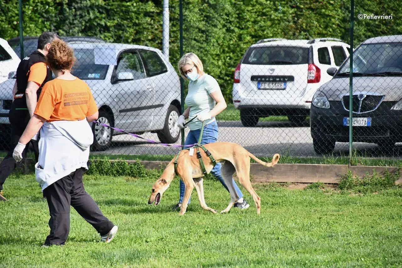 adoption day galgo 23 maggio 2020 156