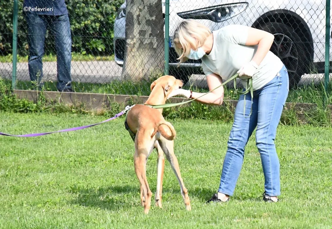 adoption day galgo 23 maggio 2020 157