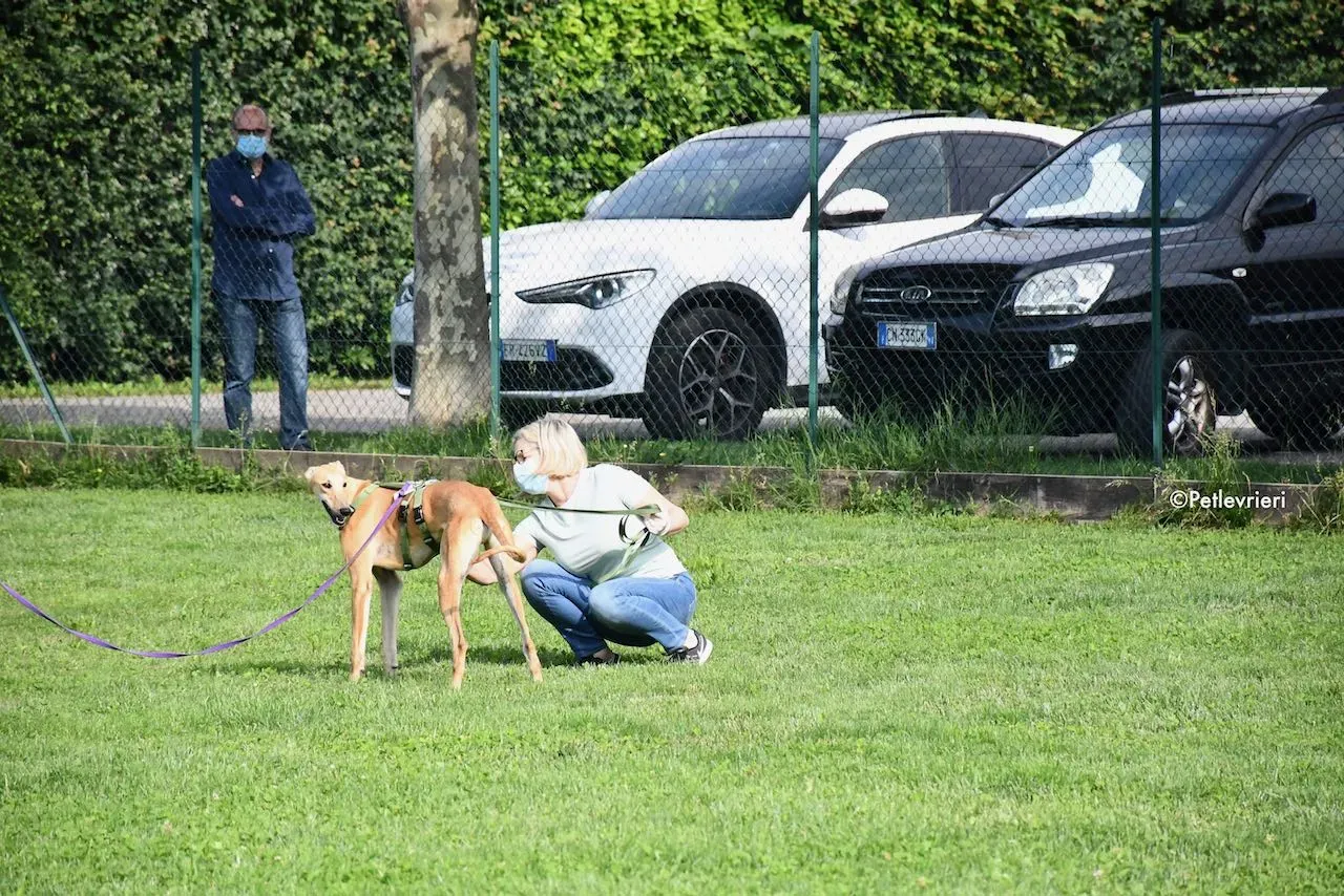 adoption day galgo 23 maggio 2020 158