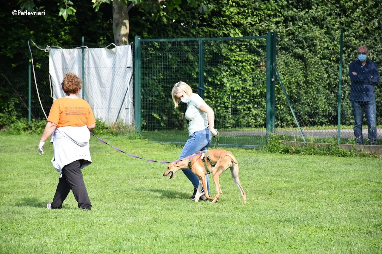 adoption day galgo 23 maggio 2020 159