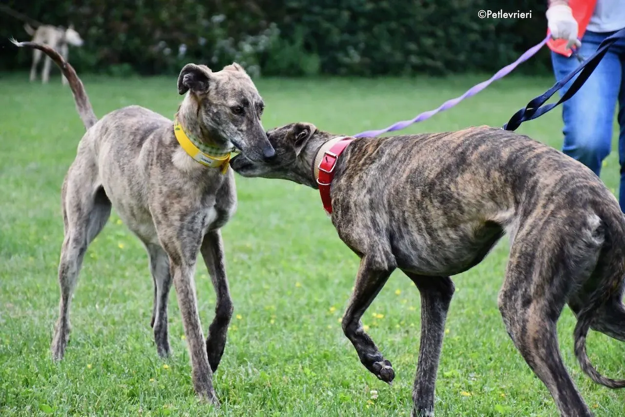adoption day galgo 23 maggio 2020 16