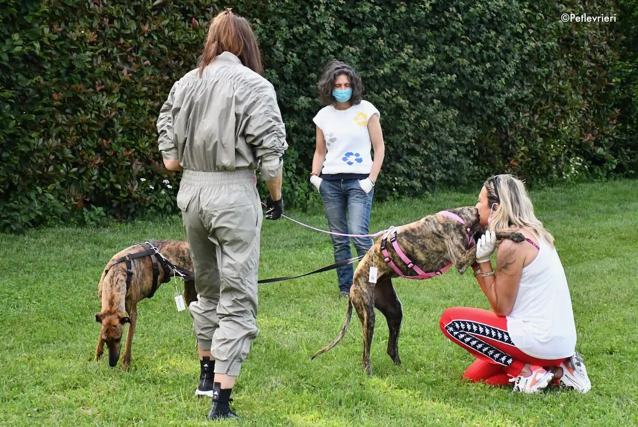 adoption day galgo 23 maggio 2020 162