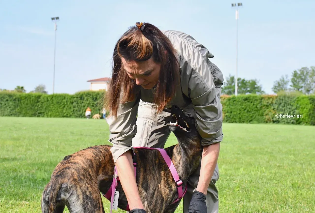 adoption day galgo 23 maggio 2020 164