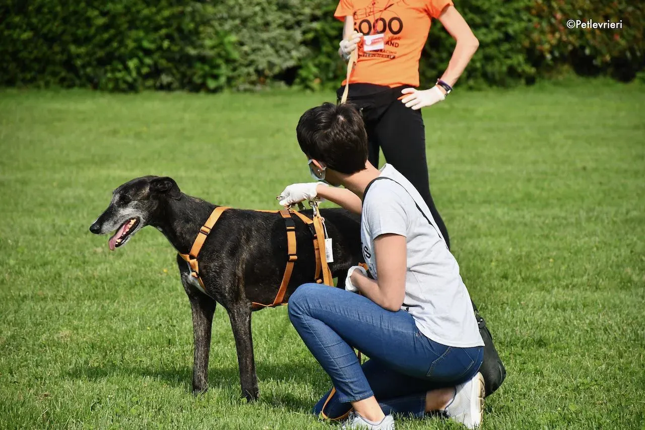 adoption day galgo 23 maggio 2020 166