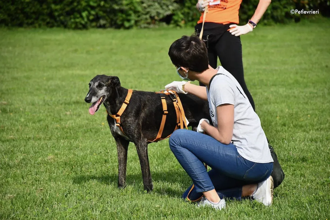 adoption day galgo 23 maggio 2020 167