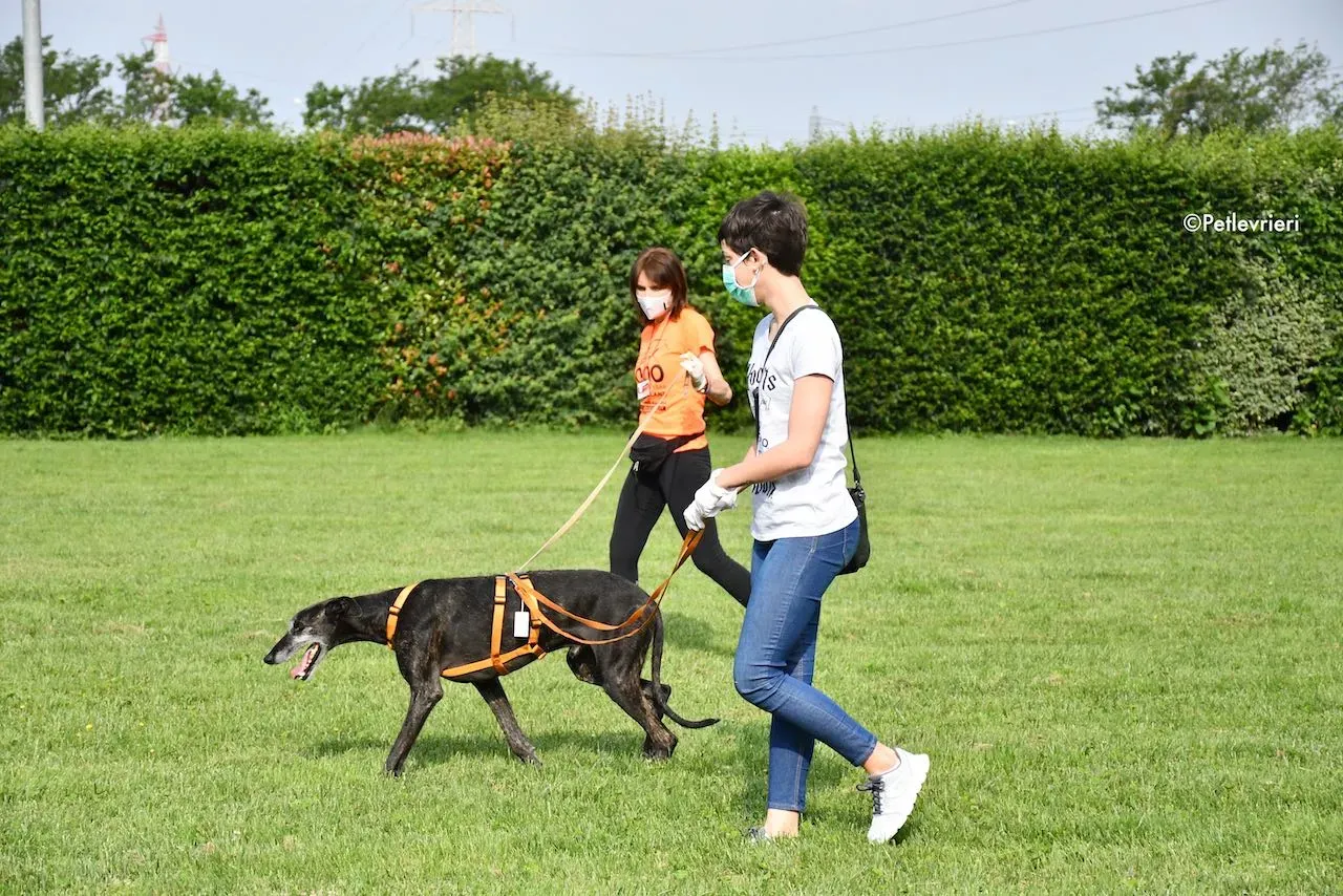 adoption day galgo 23 maggio 2020 168