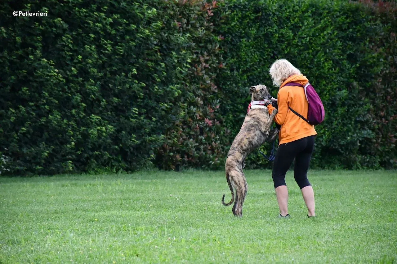 adoption day galgo 23 maggio 2020 17