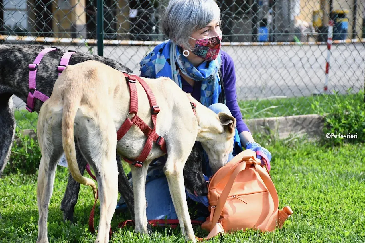 adoption day galgo 23 maggio 2020 171