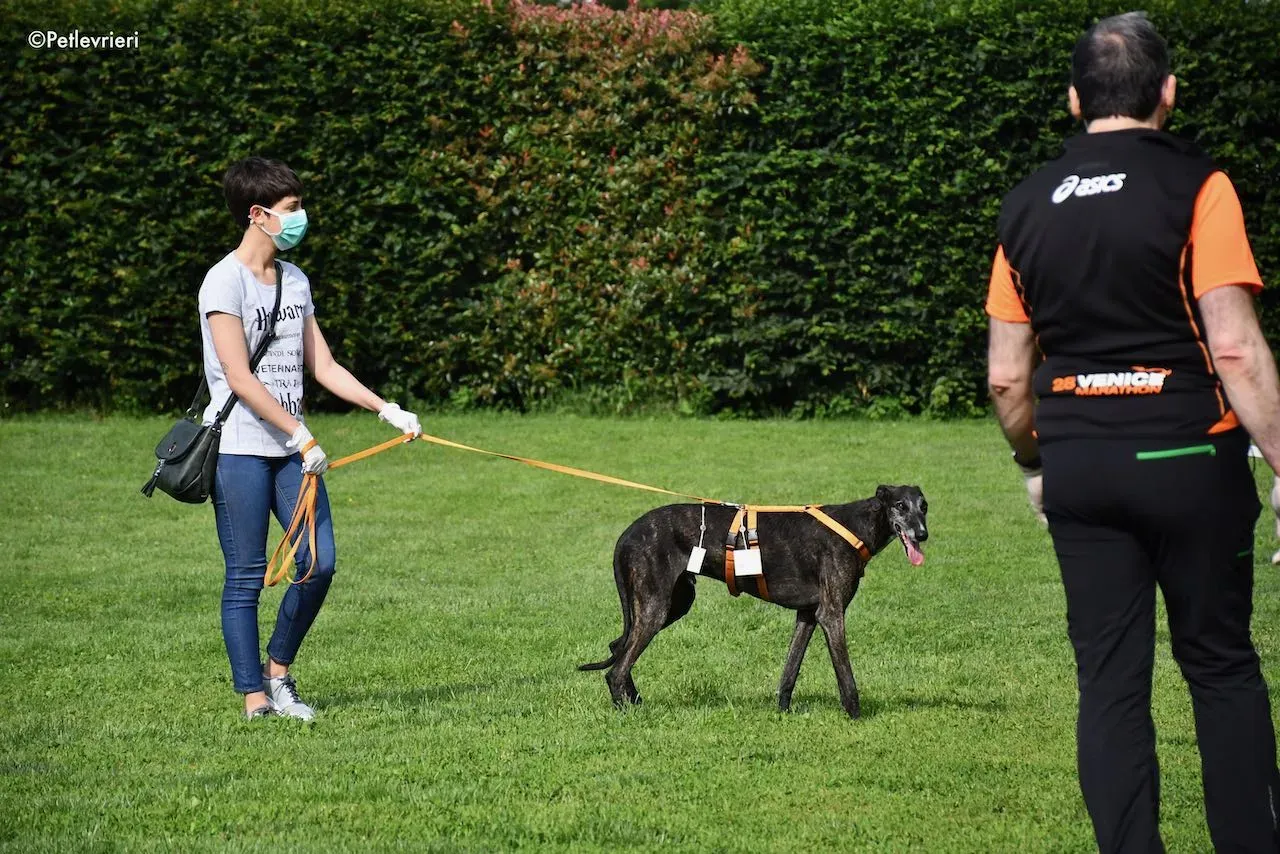 adoption day galgo 23 maggio 2020 172