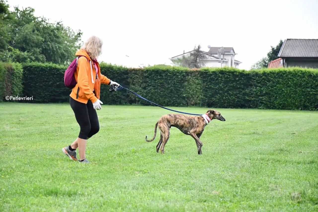 adoption day galgo 23 maggio 2020 18