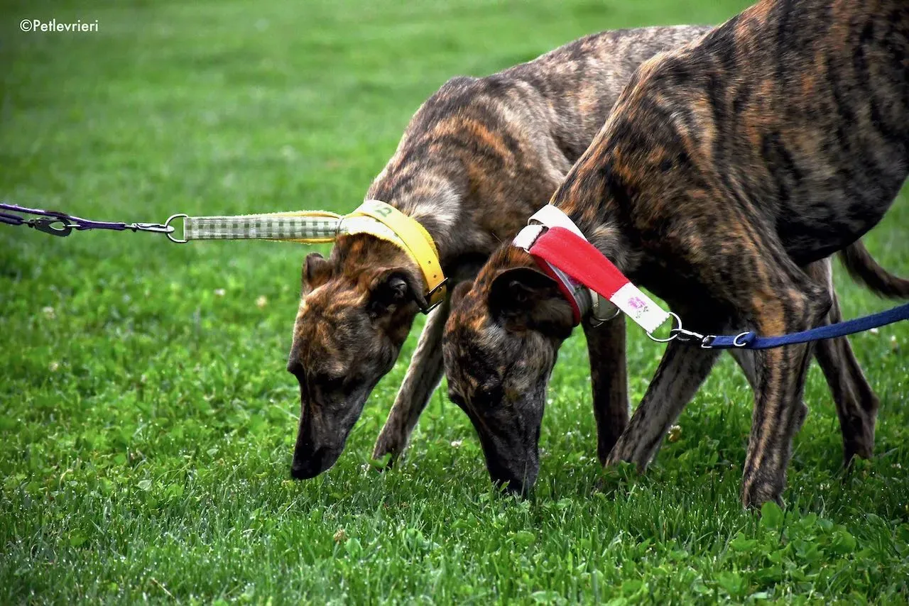 adoption day galgo 23 maggio 2020 2