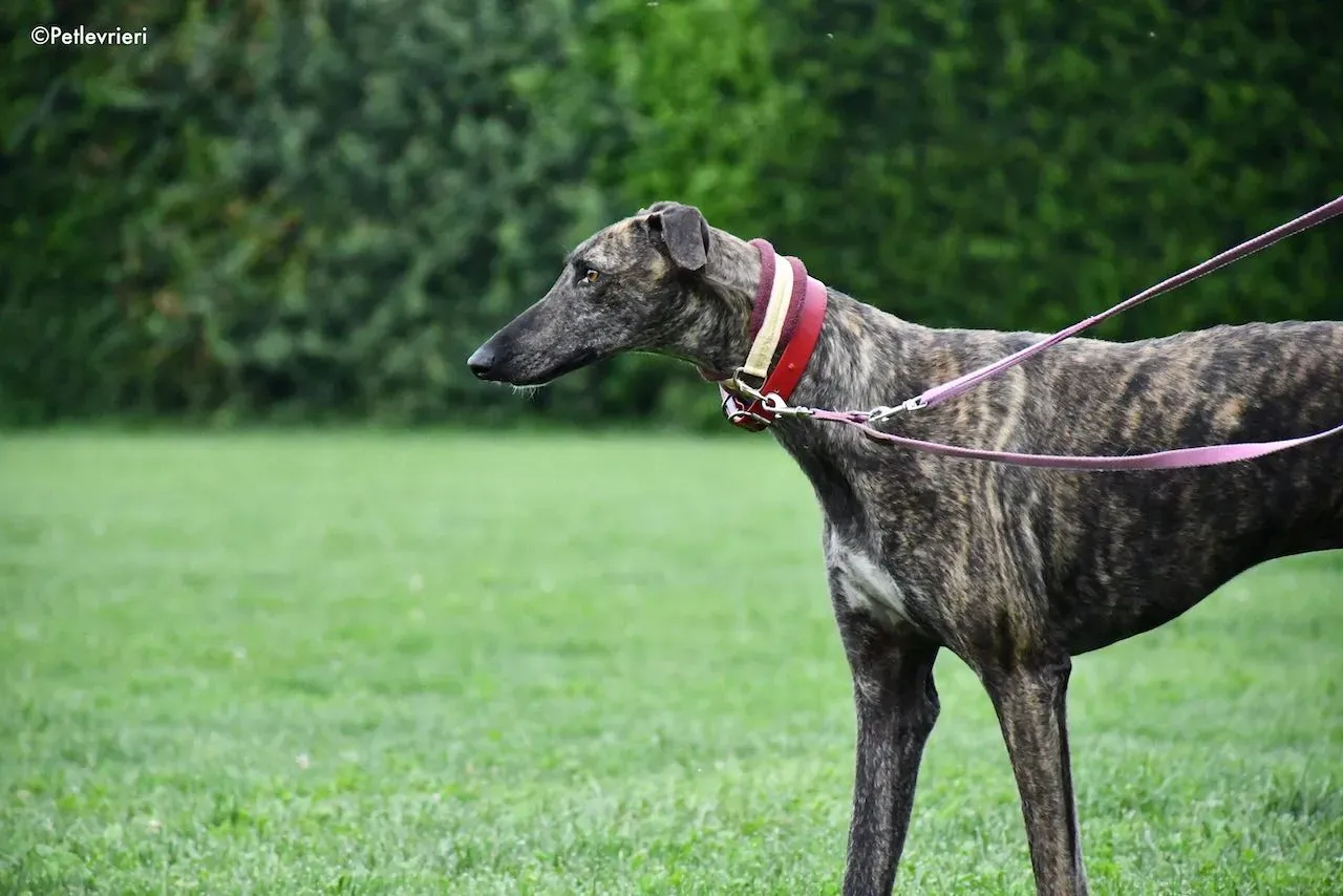 adoption day galgo 23 maggio 2020 20
