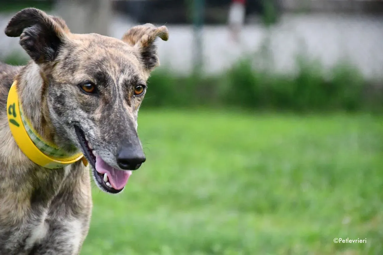 adoption day galgo 23 maggio 2020 21