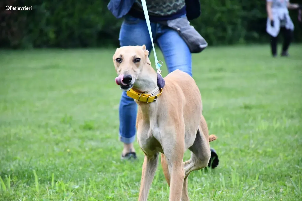 adoption day galgo 23 maggio 2020 22