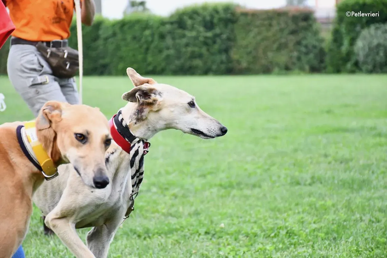 adoption day galgo 23 maggio 2020 23