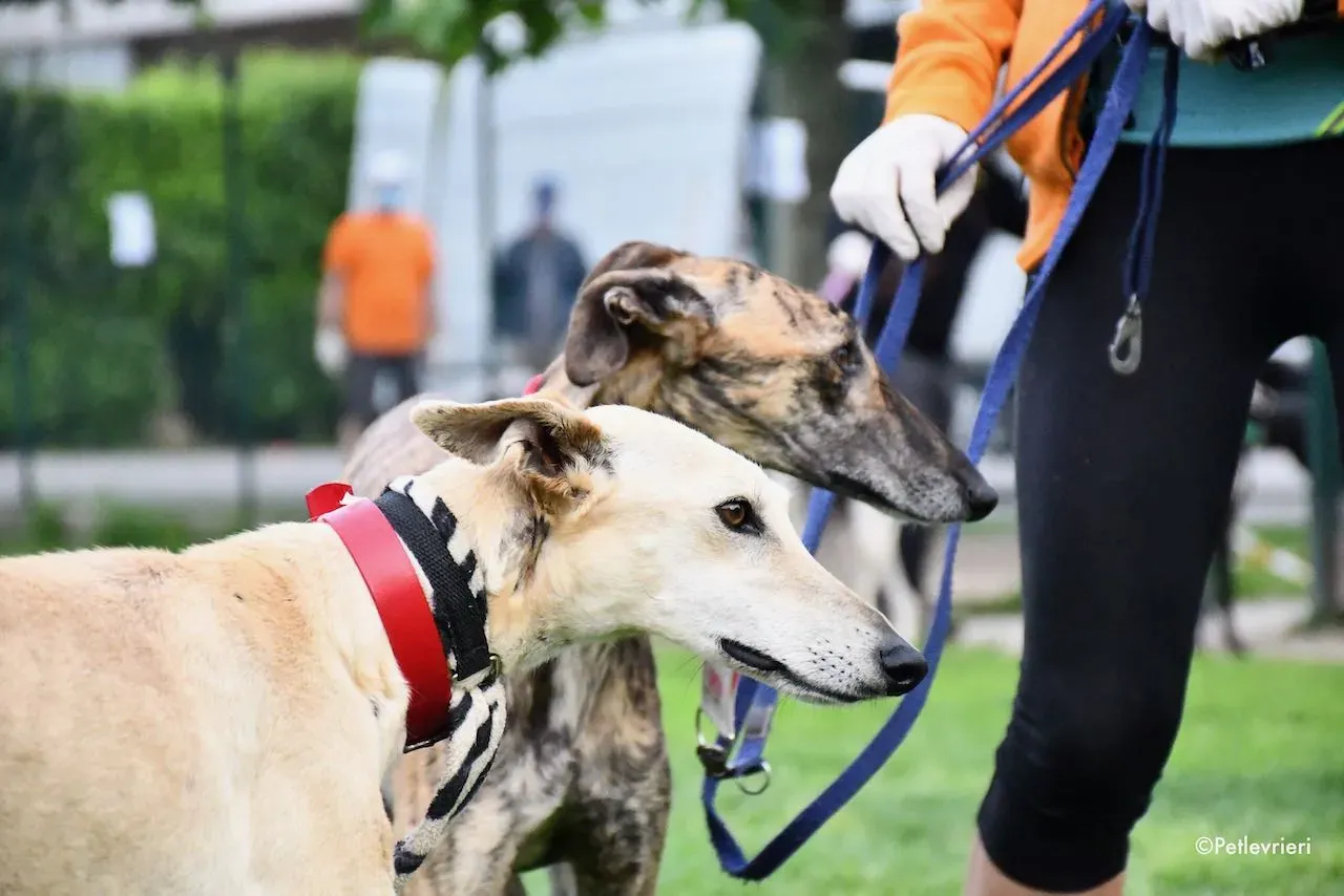 adoption day galgo 23 maggio 2020 24