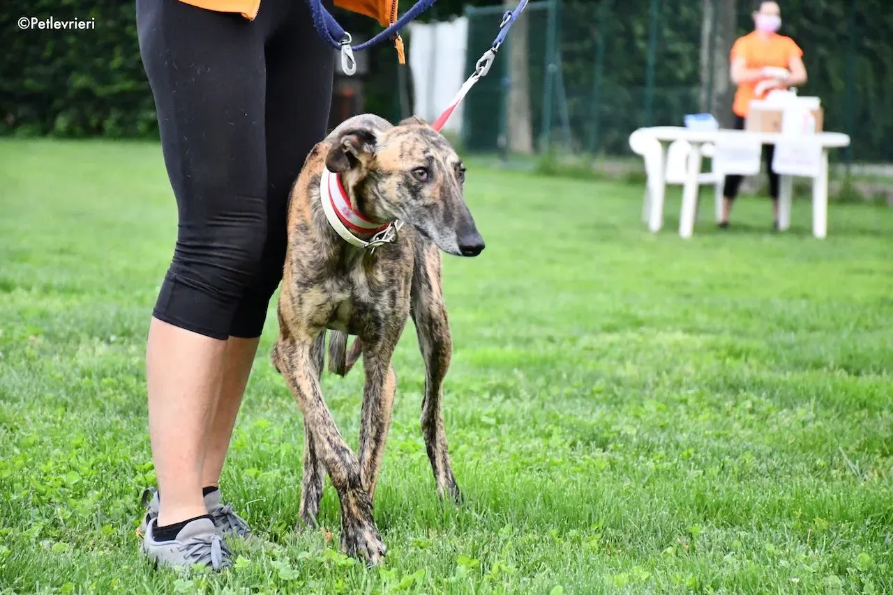 adoption day galgo 23 maggio 2020 25