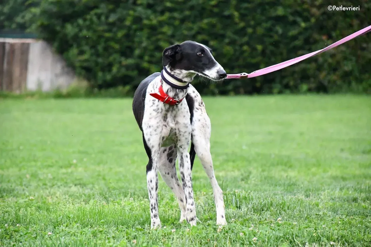 adoption day galgo 23 maggio 2020 26