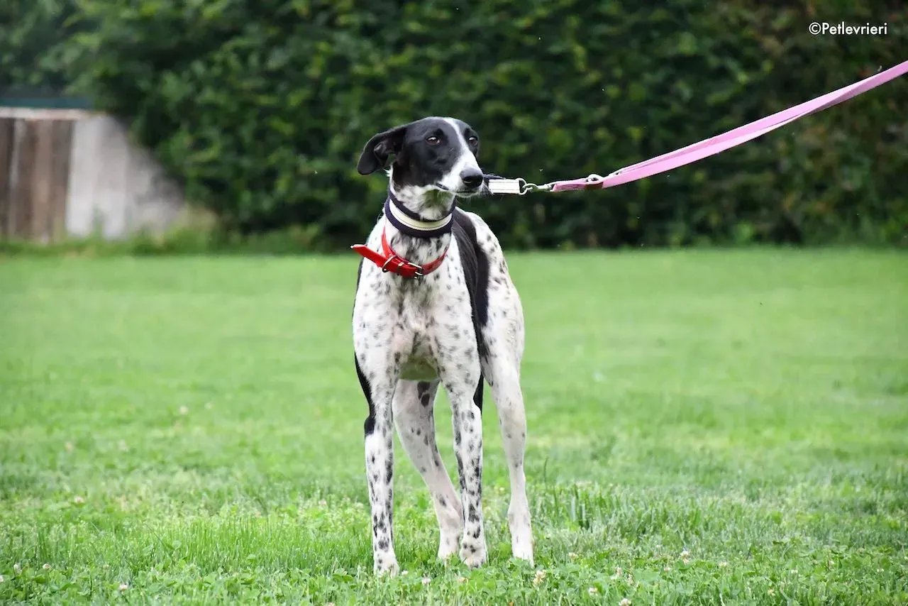 adoption day galgo 23 maggio 2020 27