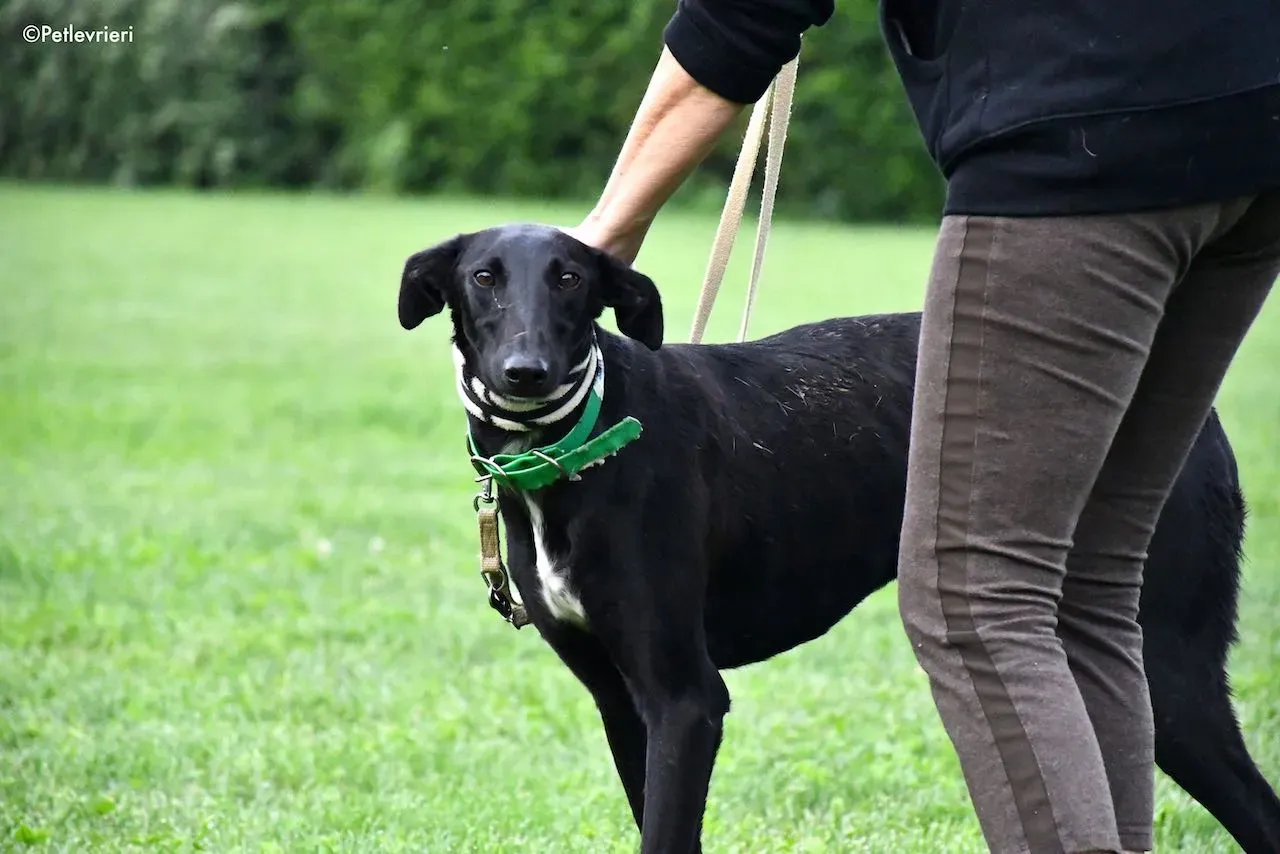 adoption day galgo 23 maggio 2020 28