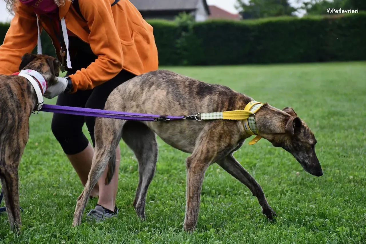 adoption day galgo 23 maggio 2020 3